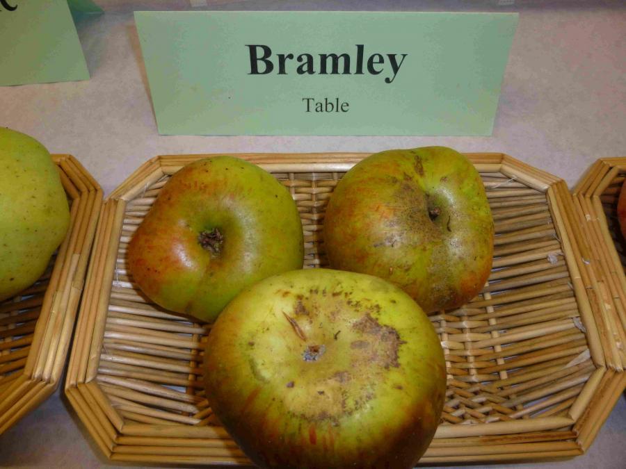 BRAMLEY 'S SEEDLING