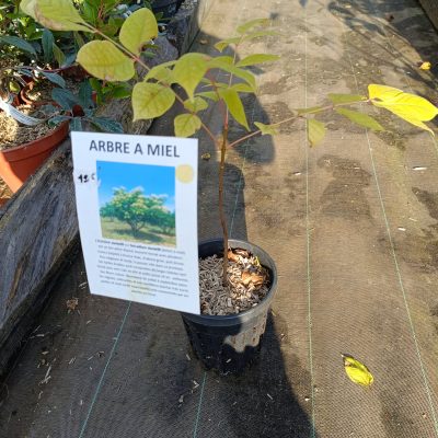 Arbre à miel (euodia danielii) godet 9cm