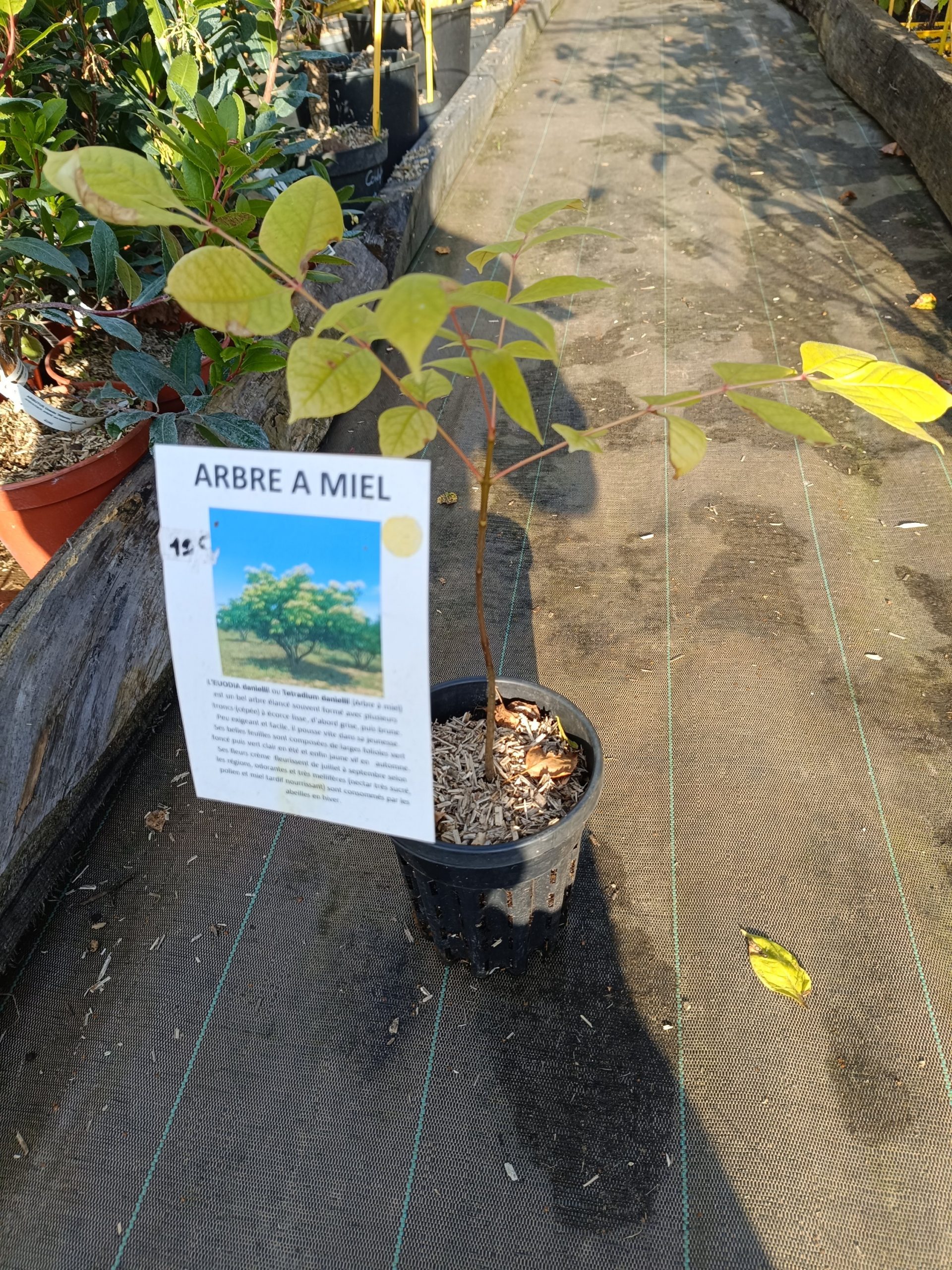 Arbre à miel (euodia danielii) godet 9cm
