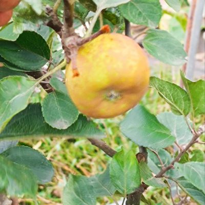 Pommier REINETTE DUBUISSON