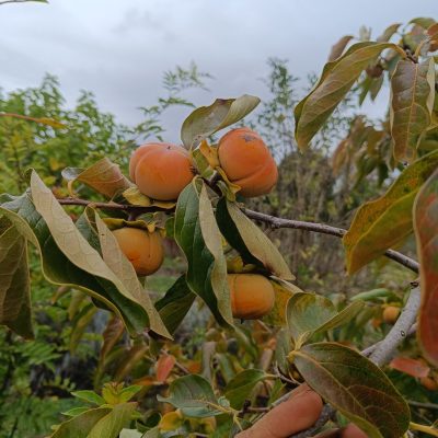 Kaki "FUYU"