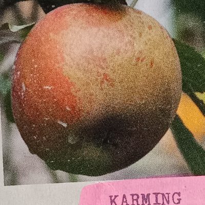 Pommier KARMIJN DE SONNAVILLE