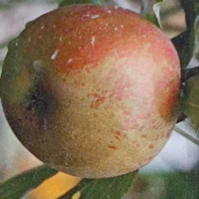 KARMIJN DE SONNAVILLE