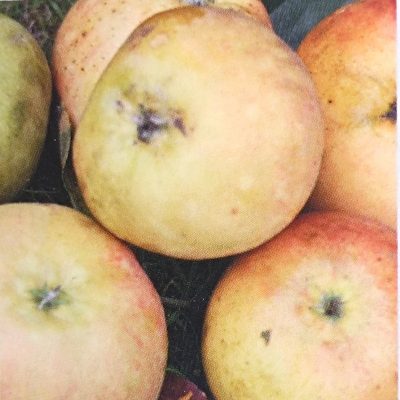 GERMAINE DE BRASPART