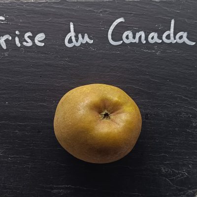 REINETTE GRISE DU CANADA