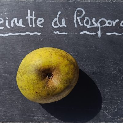 REINETTE DE ROSPORDEN