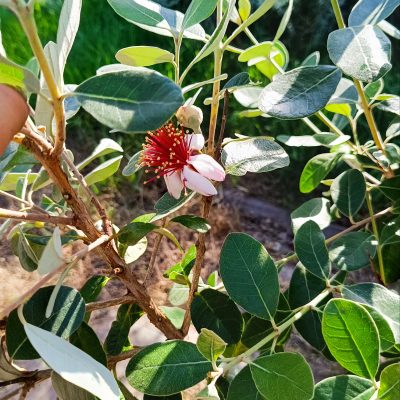 Feijoa (Acca Sellowiana)
