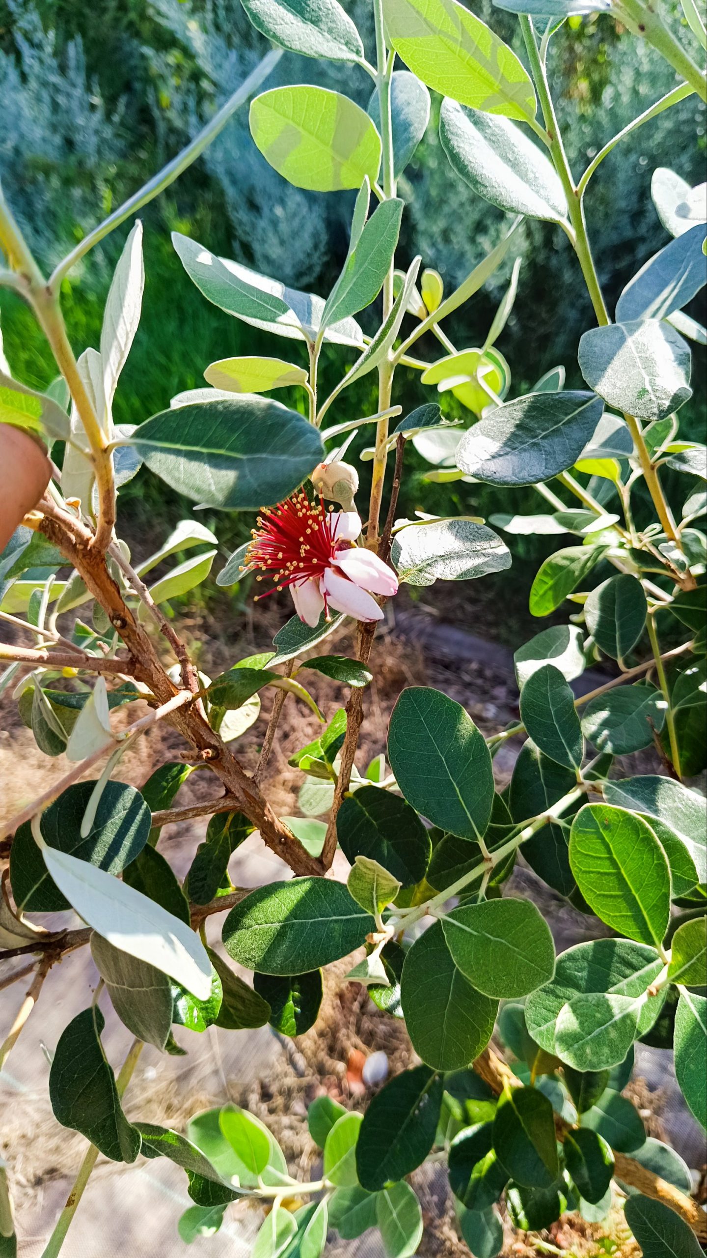 Feijoa (Acca Sellowiana)