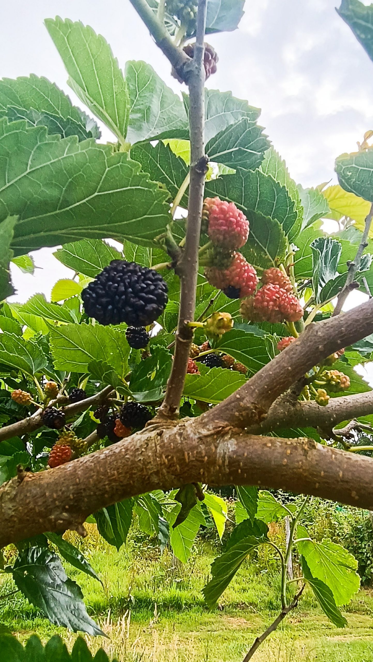 Murier noir (arbre) – Image 2