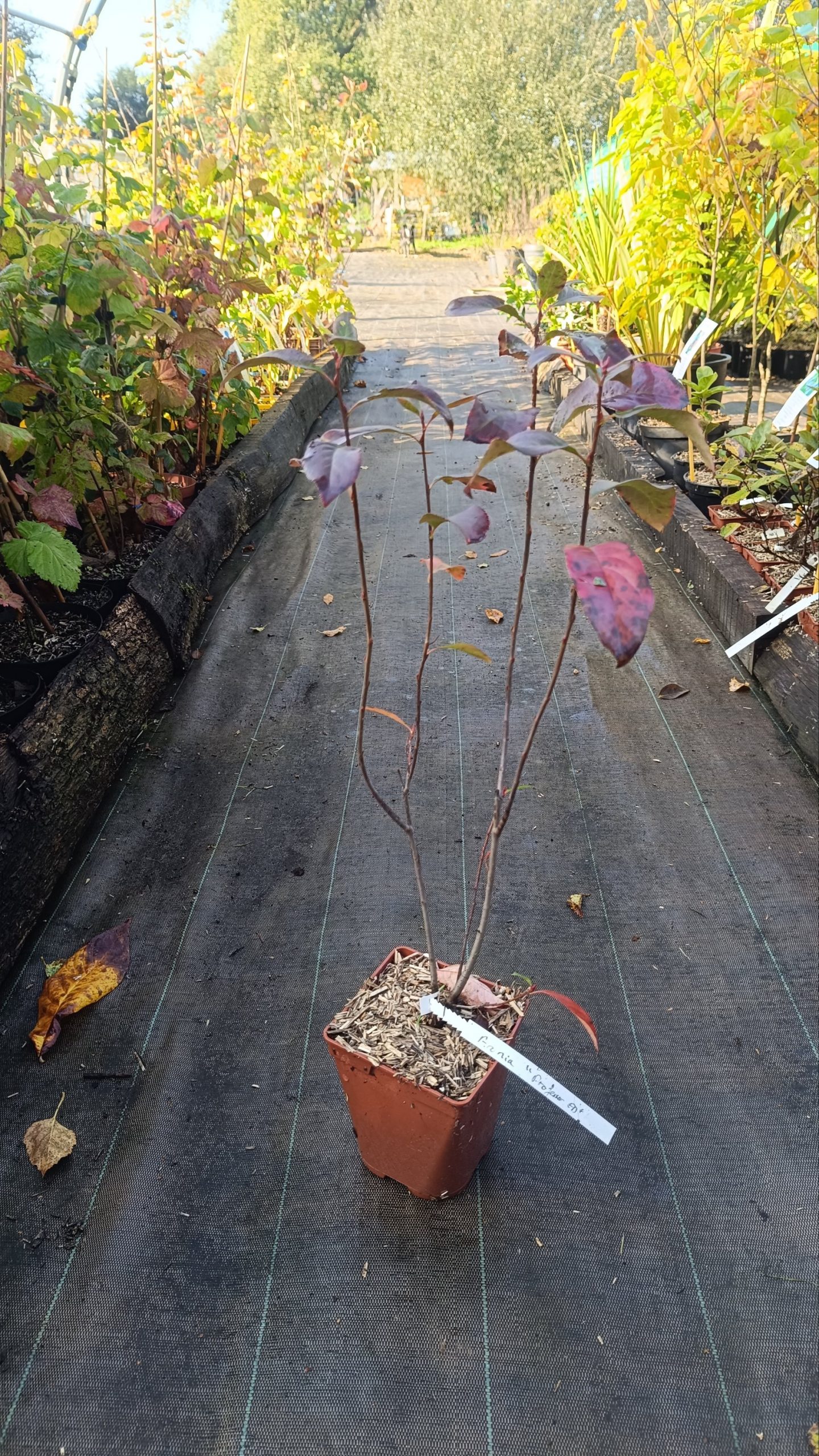 Cerisier nain « Carmine Jewel » – Image 2