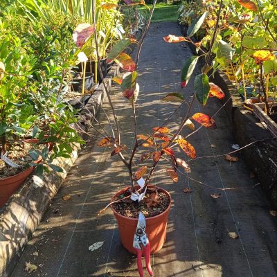 Amélanchier Canadensis