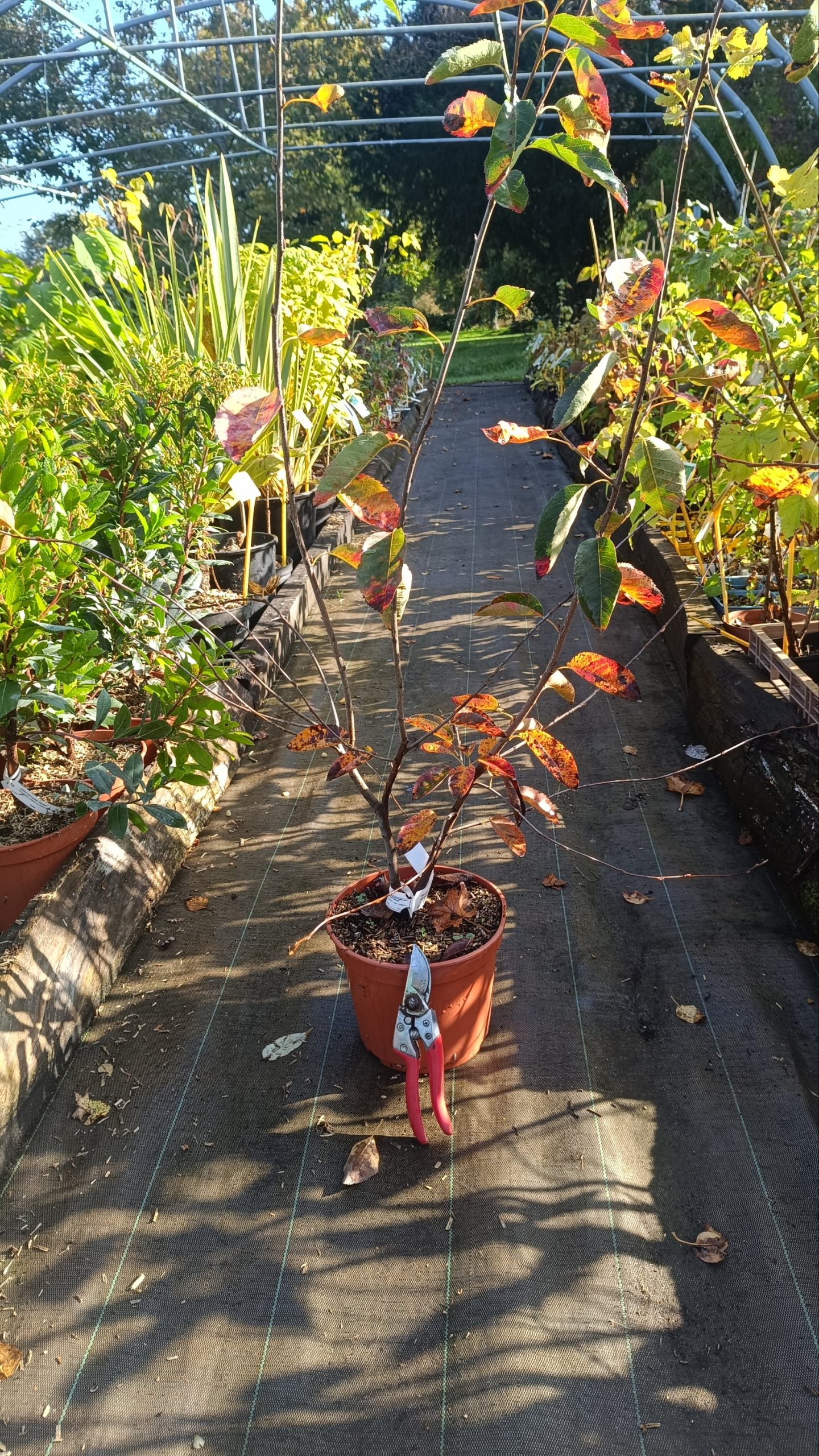 Amélanchier Canadensis