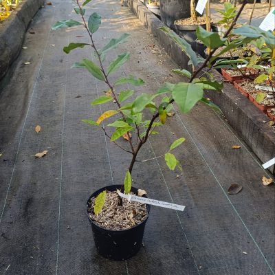 Chalef d'automne umbellata ‘Pointilla Sweet’n’Sour’