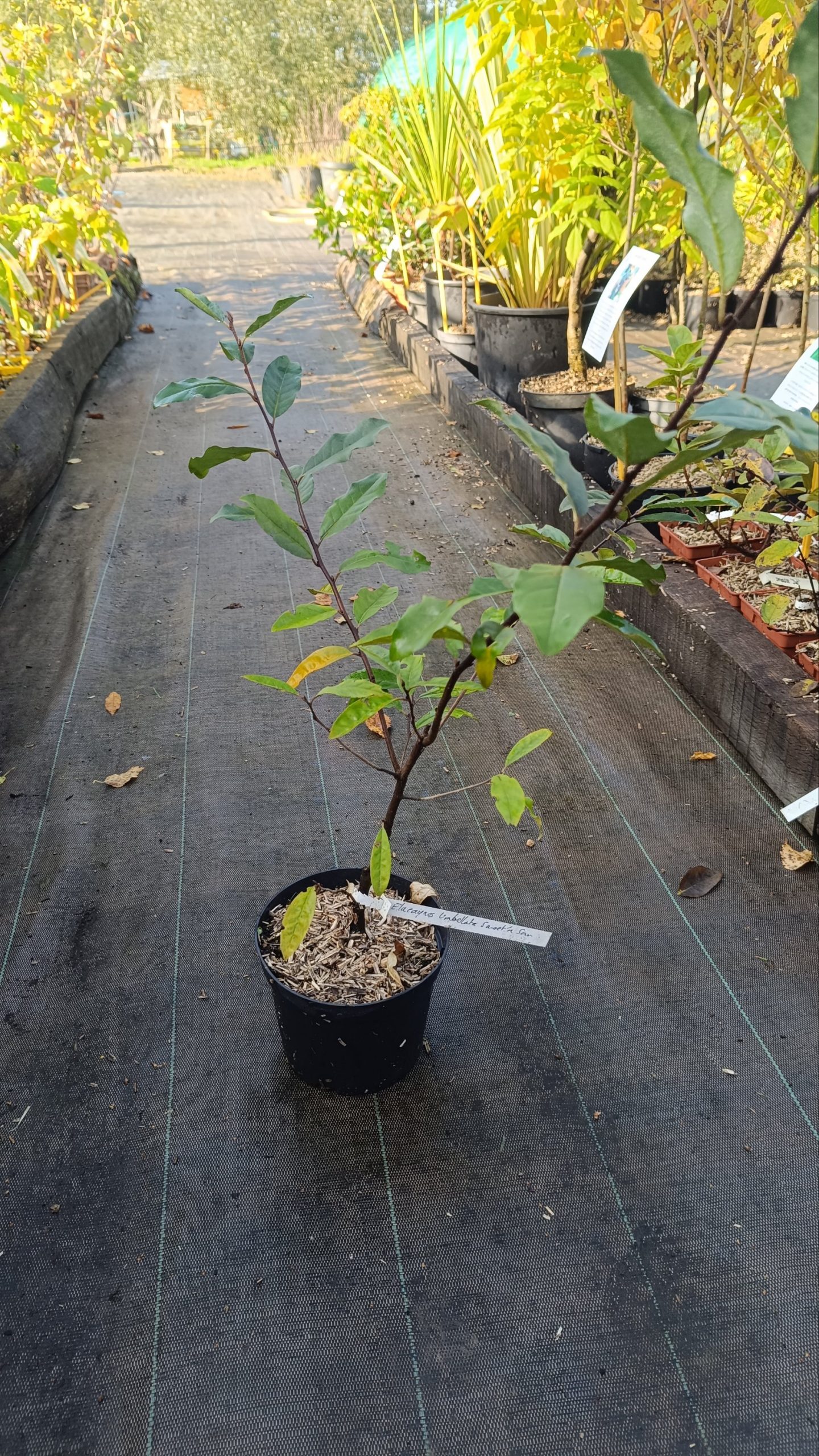 Chalef d'automne umbellata ‘Pointilla Sweet’n’Sour’