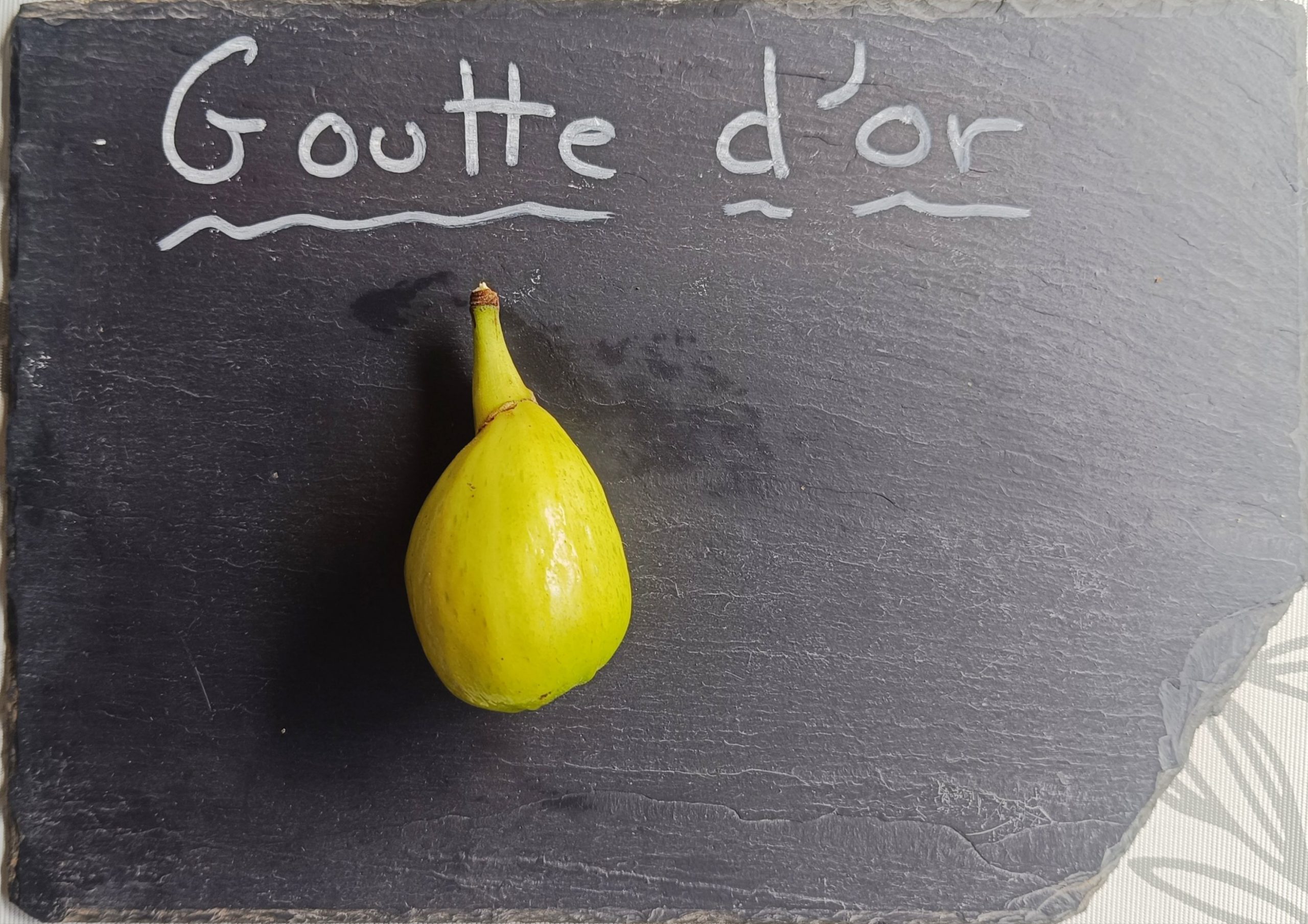 Figuier Goutte d'or – Image 2