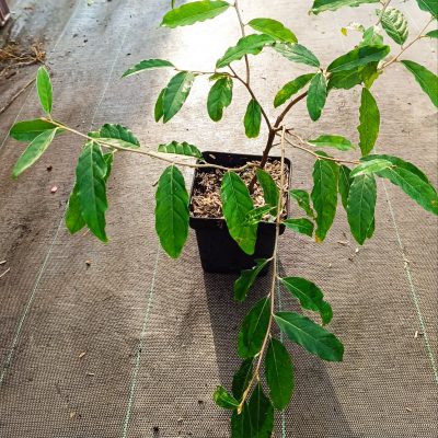 Chalef d'automne (Elaeagnus Umbellata)