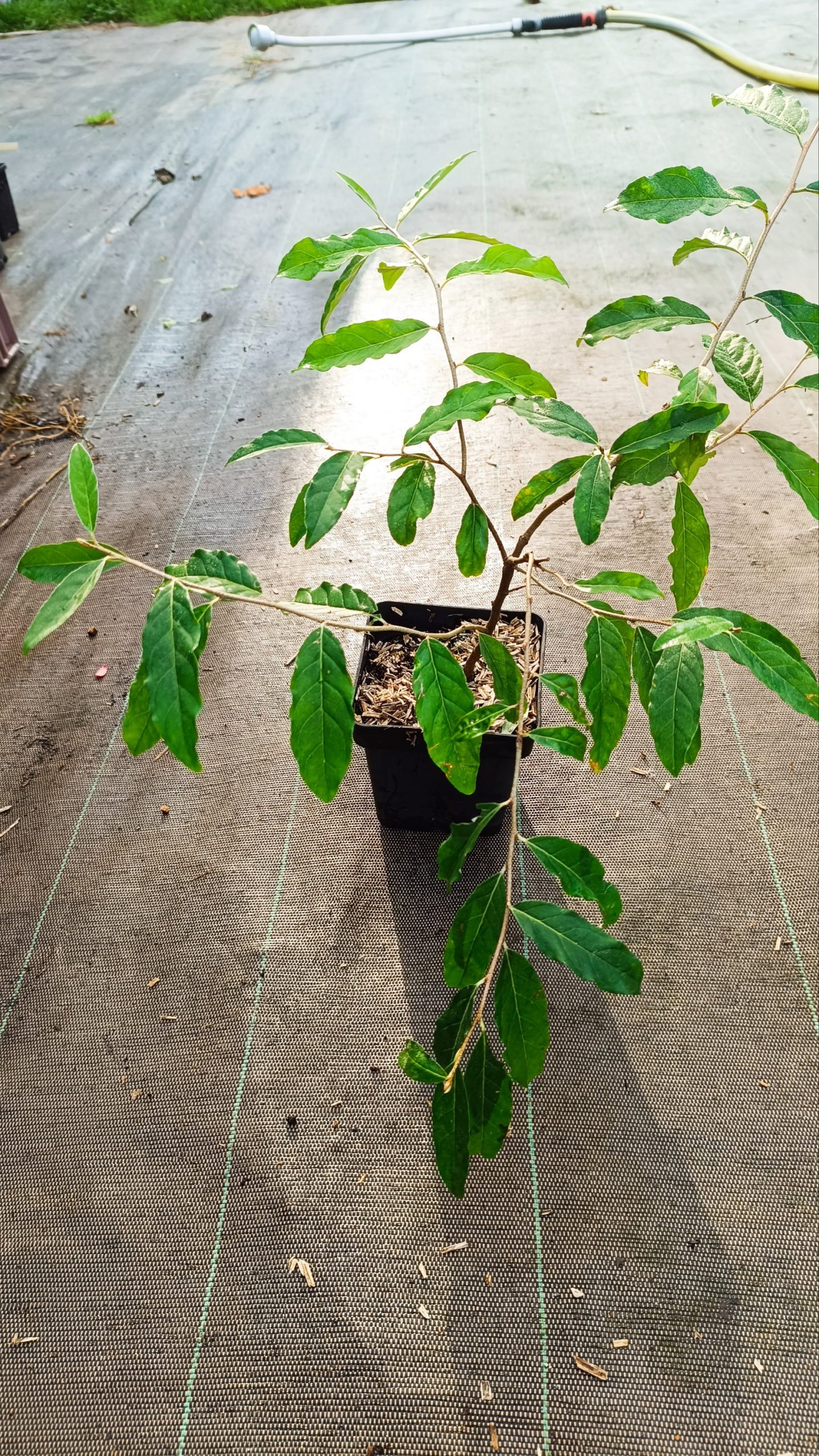 Chalef d'automne (Elaeagnus Umbellata)