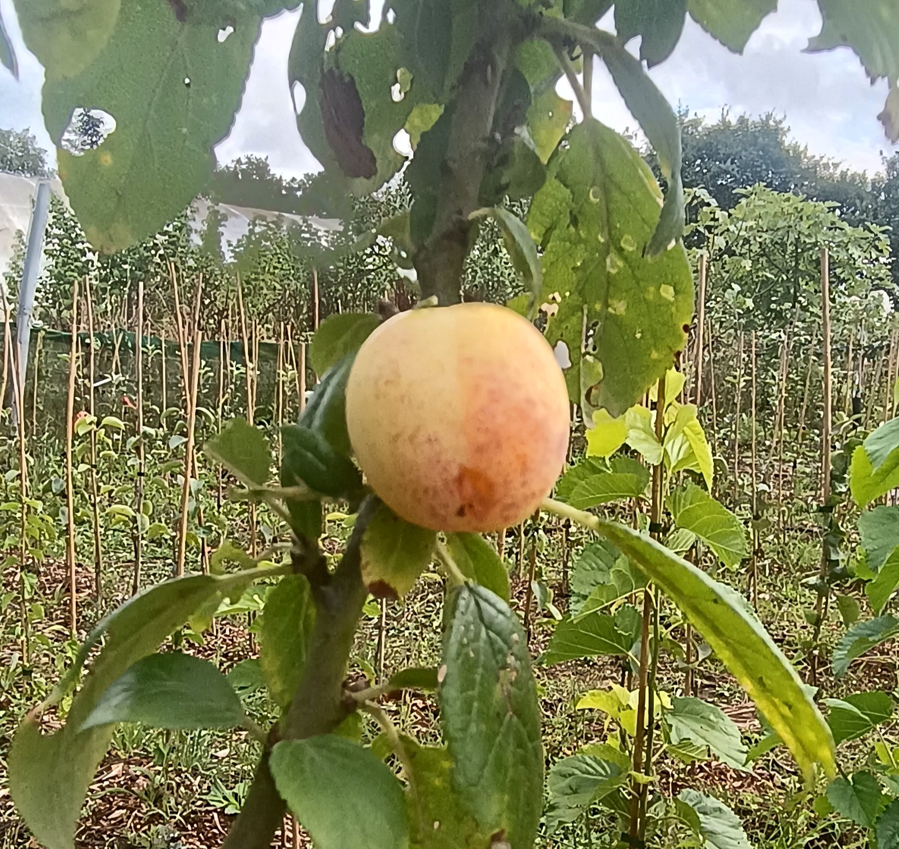 MIRABELLE DE BADOUAL