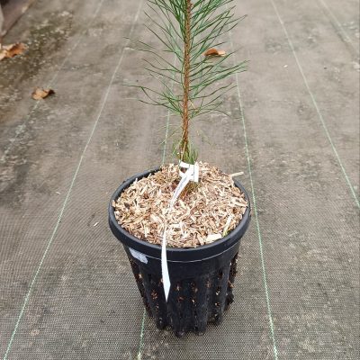 Pin sylvestre (Prunus sylverstris)