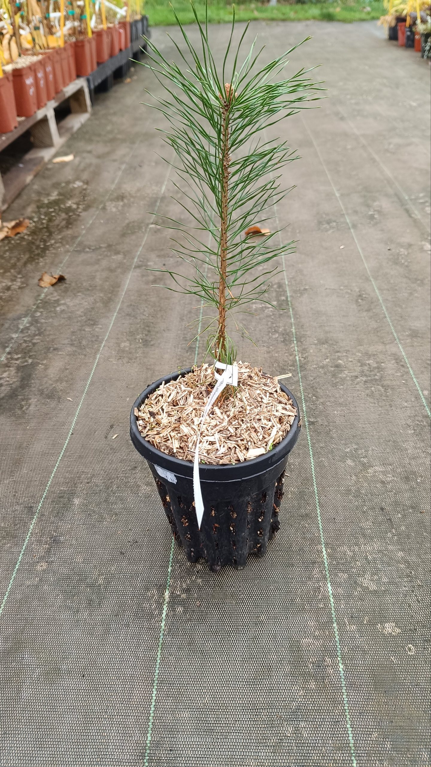 Pin sylvestre (Prunus sylverstris)