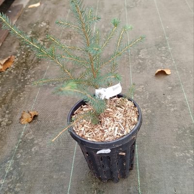 Épinette noire (Picea Mariana)