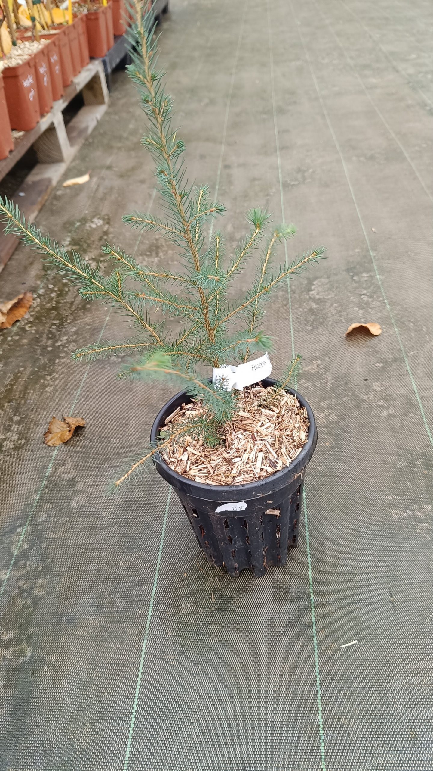 Épinette noire (Picea Mariana)