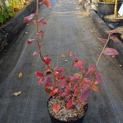 Myrtillier ‘Northland’