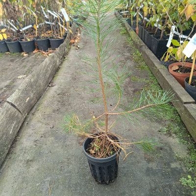 Pin sylvestre (Prunus sylverstris)