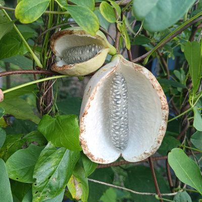 Akebia Quinata "cream from"