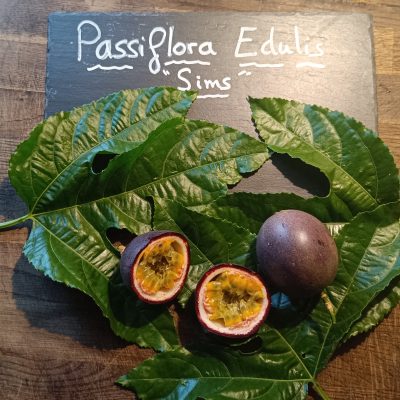 Fruit de la passion Edulis "Sims"