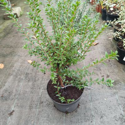 Myrte "Luma Chequen"