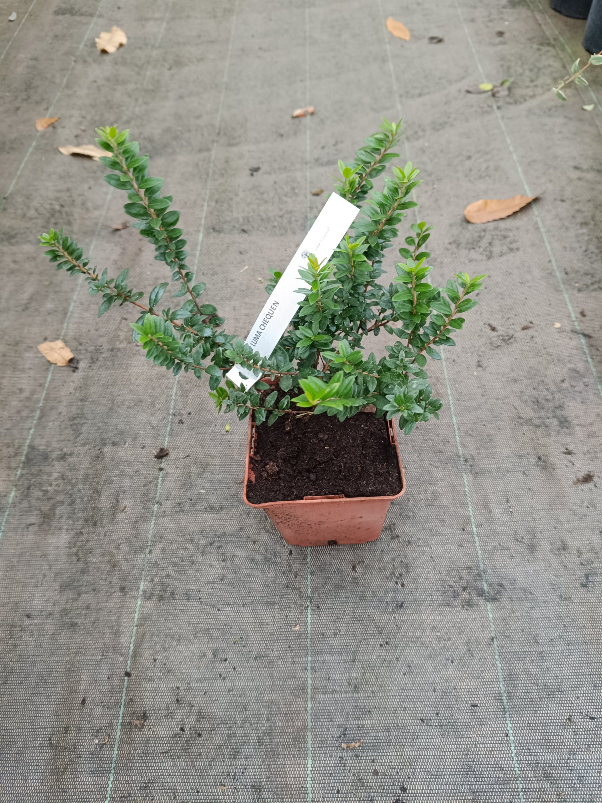 Myrte "Luma Chequen" – Image 2