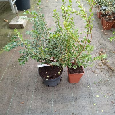 Myrte du Chili "Luma apiculata"