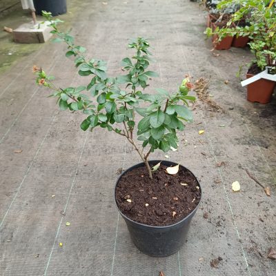 Cognassier "Cido" (Chaenomeles japonica)