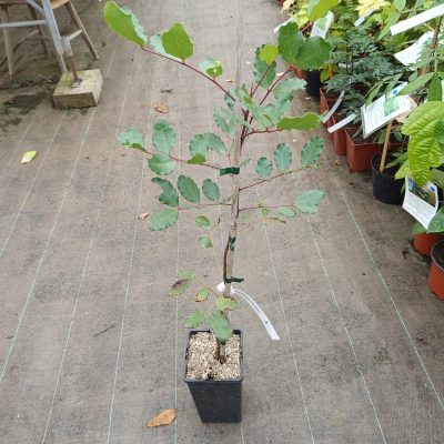 Caroubier (ceratonia siliqua)