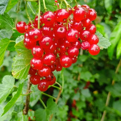 Groseillier Versaillaise Rouge