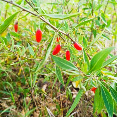 Baie de goji "New Big"