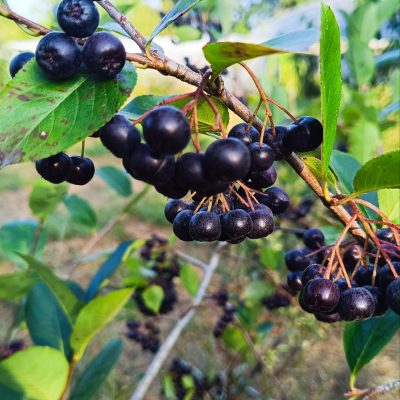 Aronia "Profressor Ed"