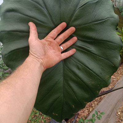 Colocasia Black