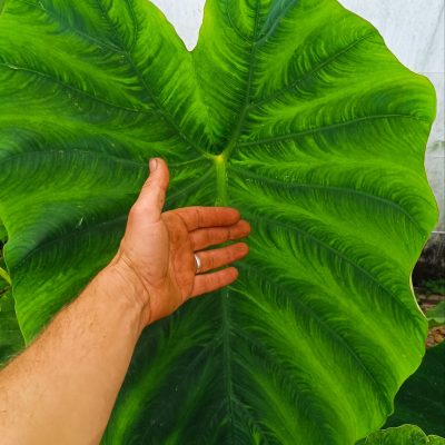 Colocasia Esculanta