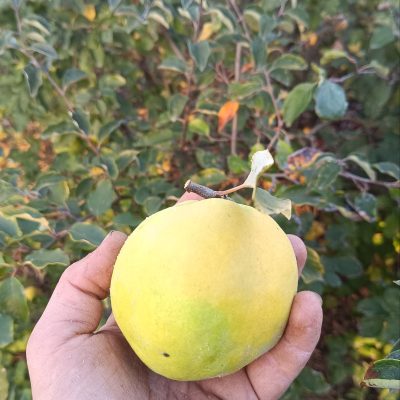 Cognassier à gros fruit