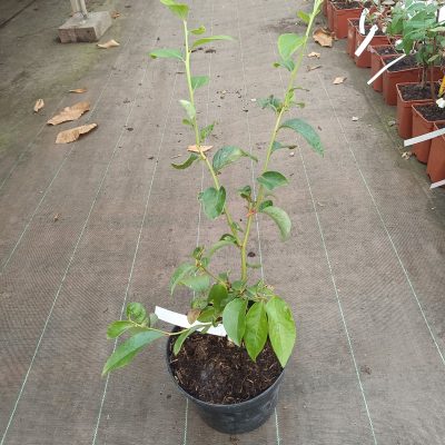 Myrtillier  "Hardyblue"