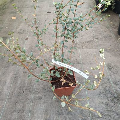 Myrte "Ugni Molinae Bella Berry"