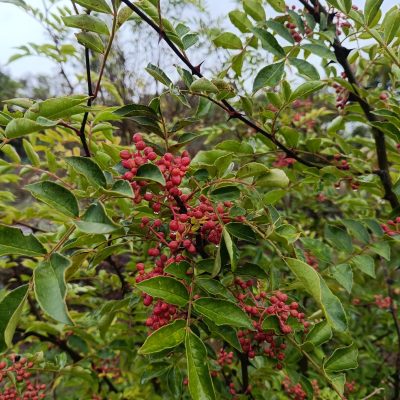 Poivrier du Sichuan