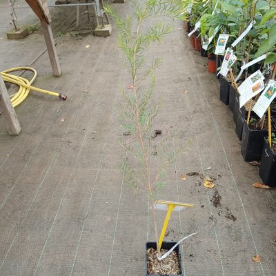 Tea Tree