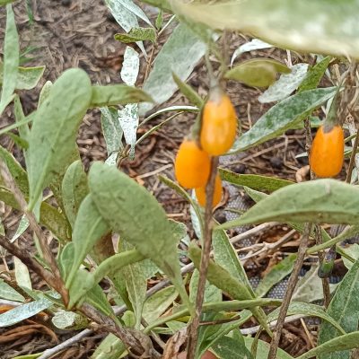 Baie de goji " Amber sweet"